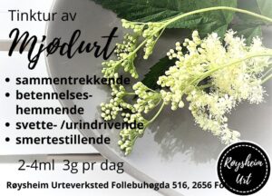 Mjødurt