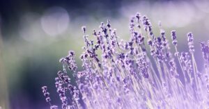 Macro shot of blooming lavender flowers with a dreamy bokeh effect, ideal for nature backgrounds.