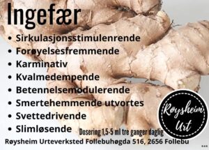 Ingefær